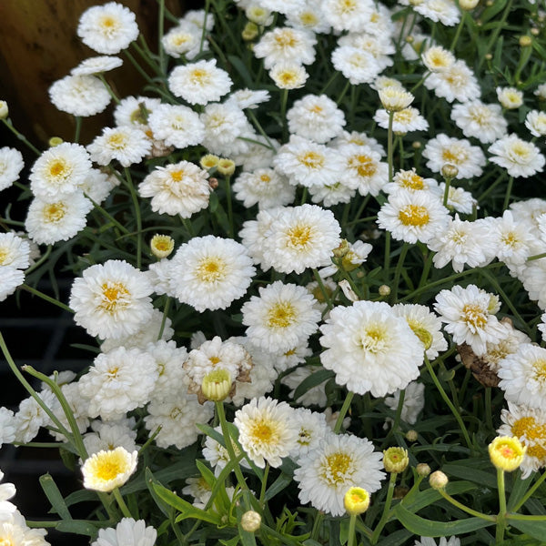 Argyranthemum frutescens 'Sassy Aramis Double White' (Sassy Aramis Double White Marguerite Daisy)
