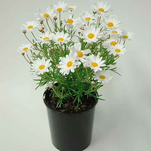 Argyranthemum frutescens Summit White 'Federation Daisy'