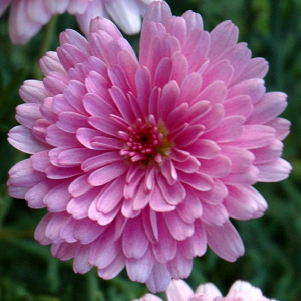 Argyranthemum frutescens (Argyranthemum Sunday Best)