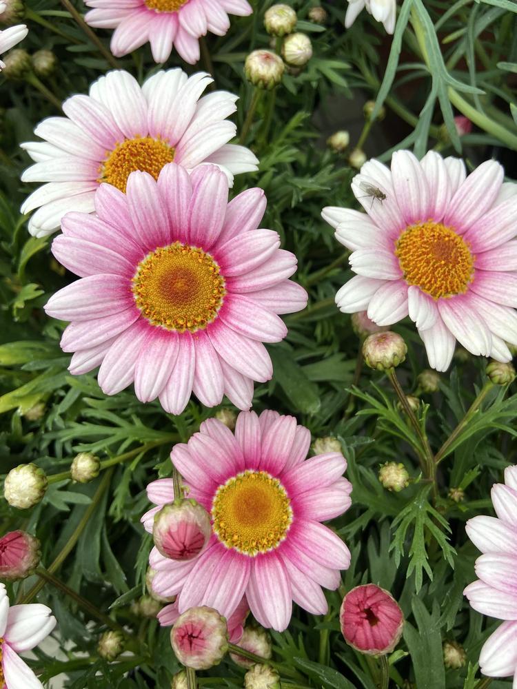Argyranthemum Frutescens 'Aramis Bicolour Rose' (Federation Daisy)