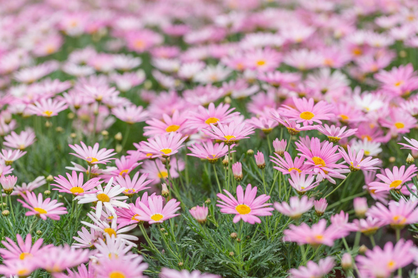 Argyranthemum Assorted (Argyranthemum Daisy)