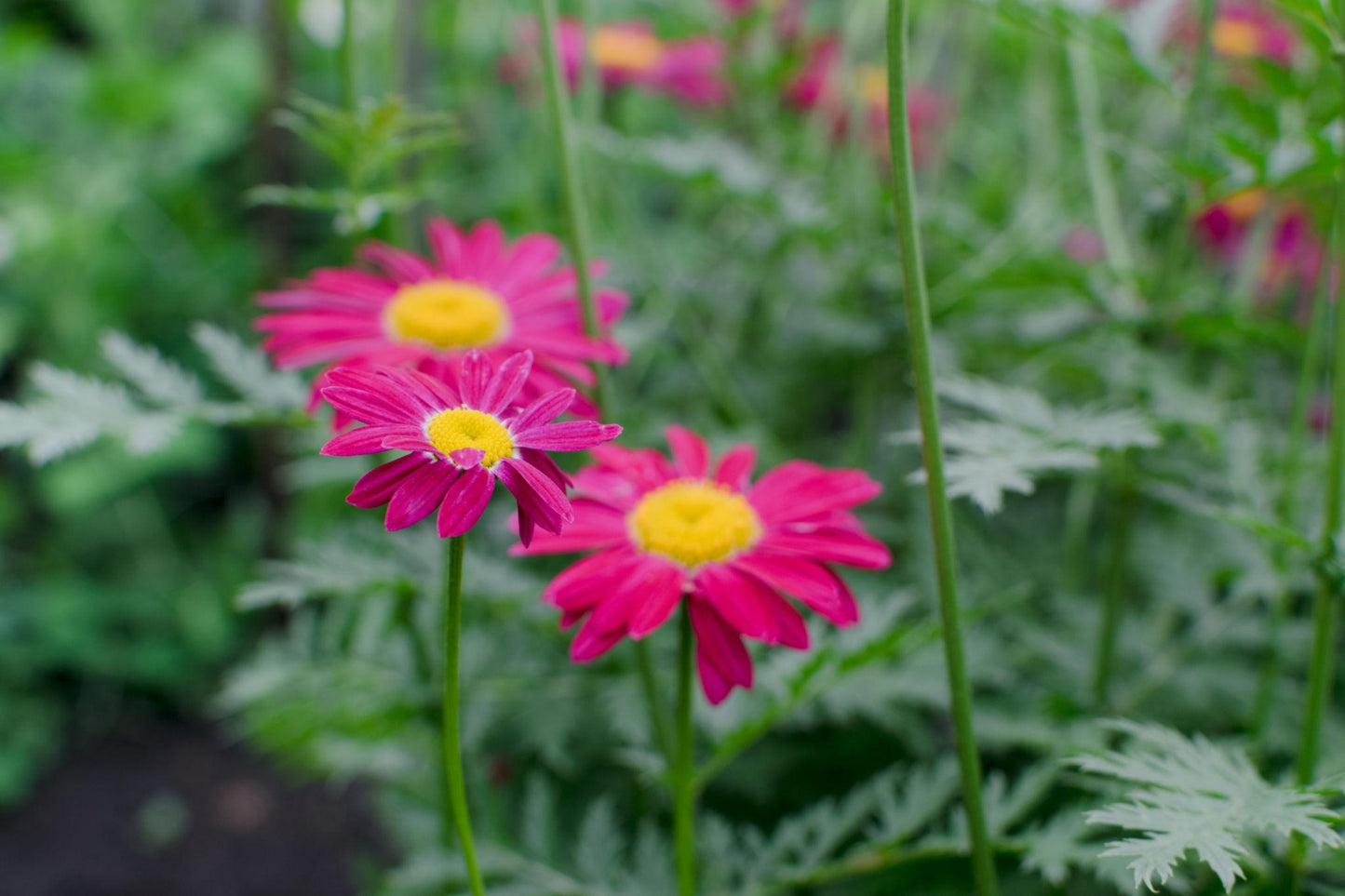 Argyranthemum Spp. (Red Single Marguerite Daisy)
