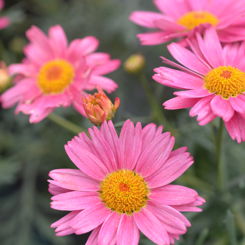 Argyranthemum Frutescens 'Summer Shades' (Summer Shades Marguerite Daisy)