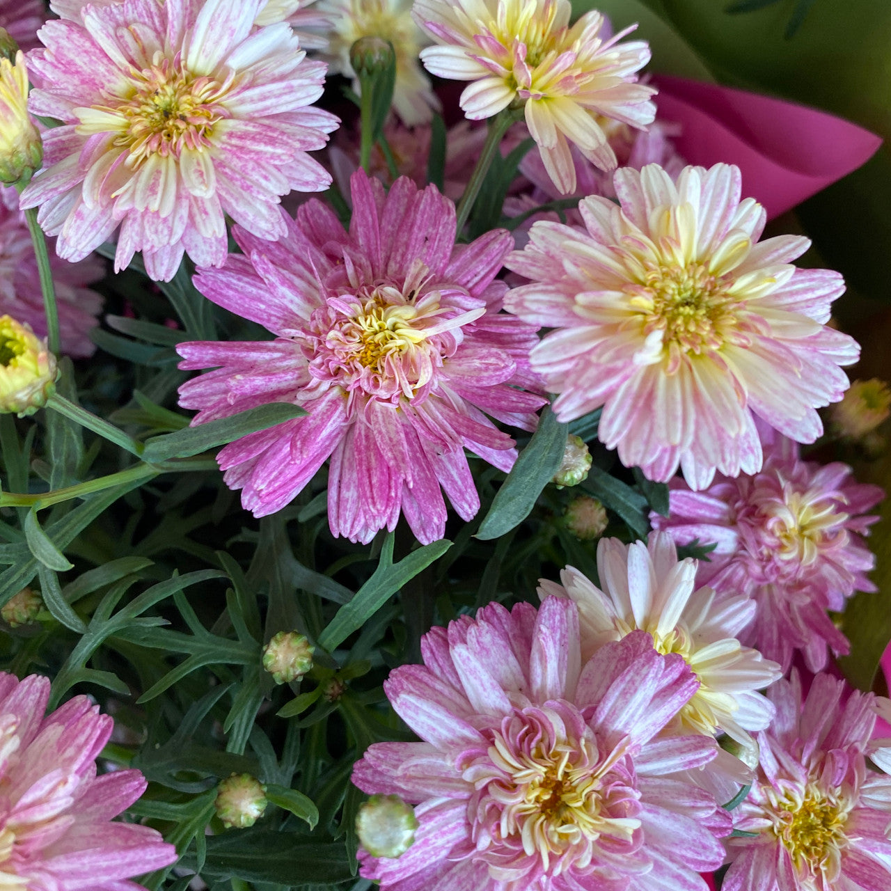 Argyranthemum ‘Honey Bees Fancy Sunrise Pink’ (Marguerite Daisy)