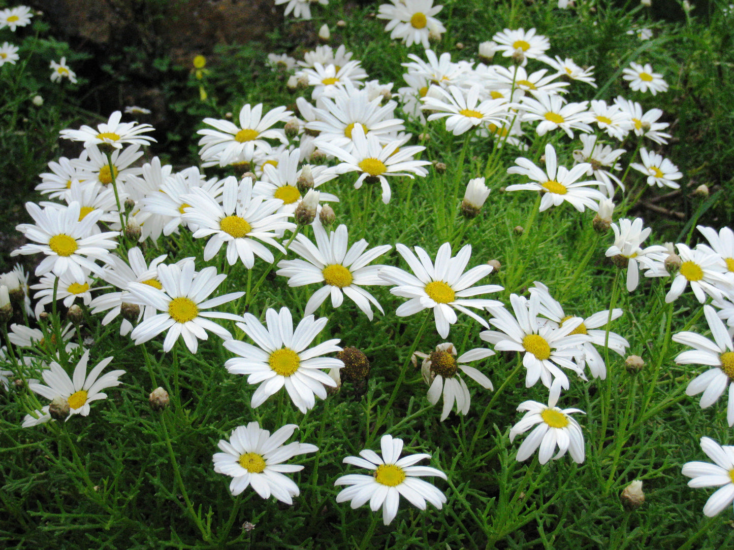 Argyranthemum Frutescens ‘White Anemone’ (White Marguerite Daisy)