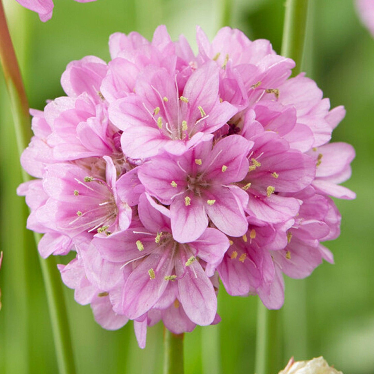 Armeria Pseudarmeria 'Ballerina Pink' (Sea Thrift)