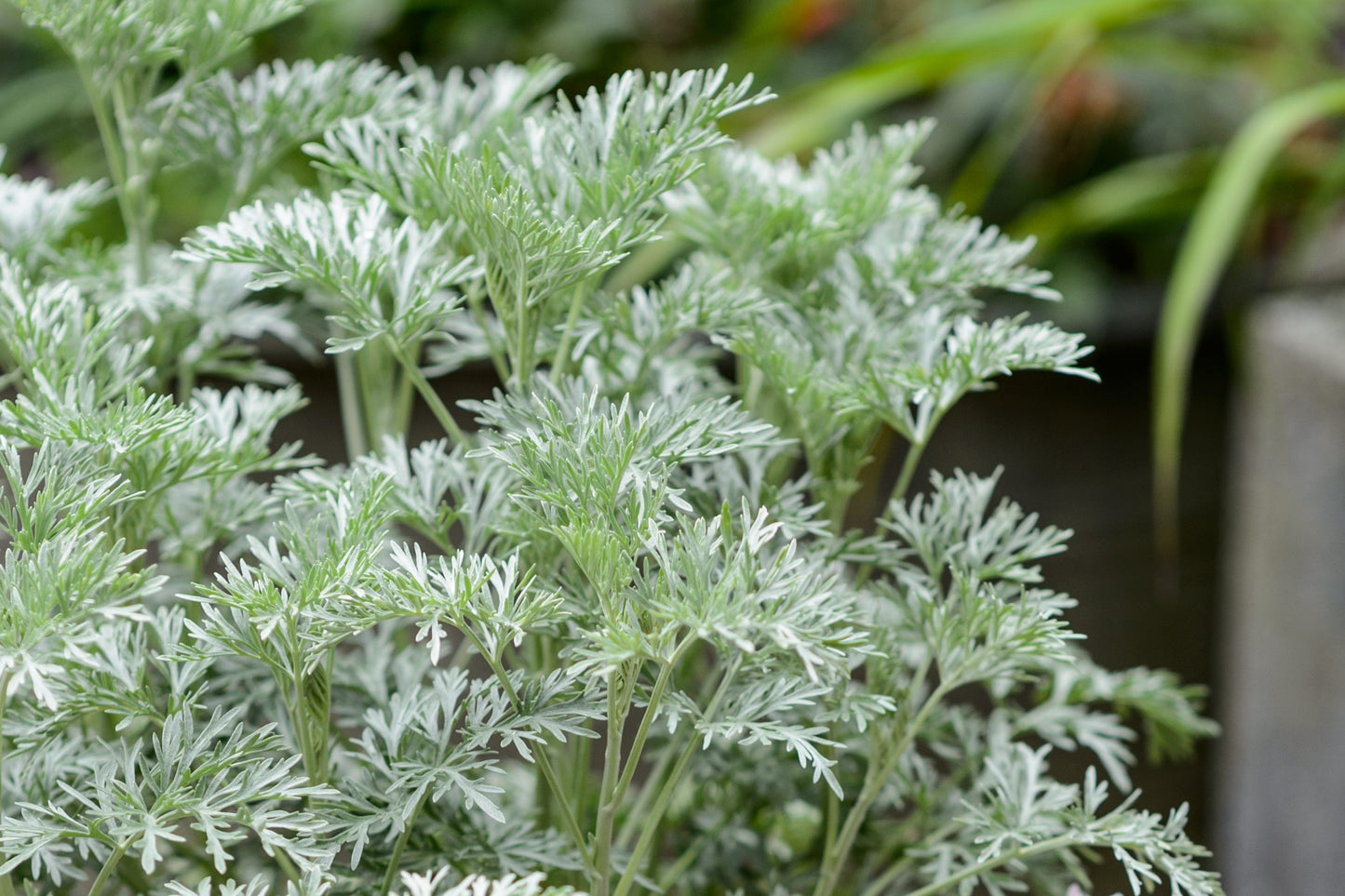 Artemisia ‘Powis Castle’ (Powis Castle Wormwood)