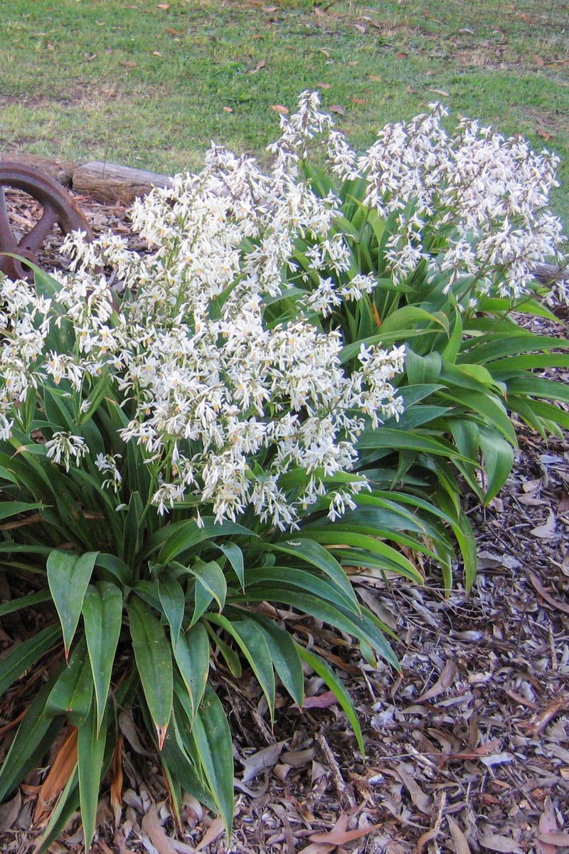 Arthropodium cirratum ‘Te Puna’ (Dwarf Renga Rock Lily)