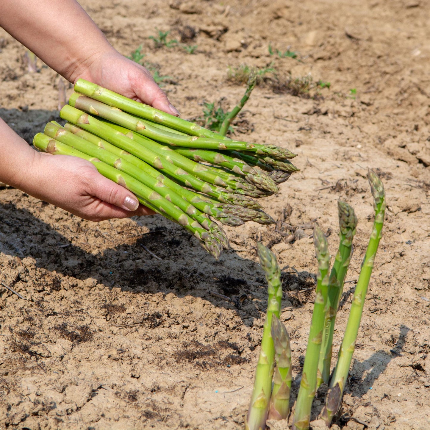 Asparagus Officinalis (Asparagus)