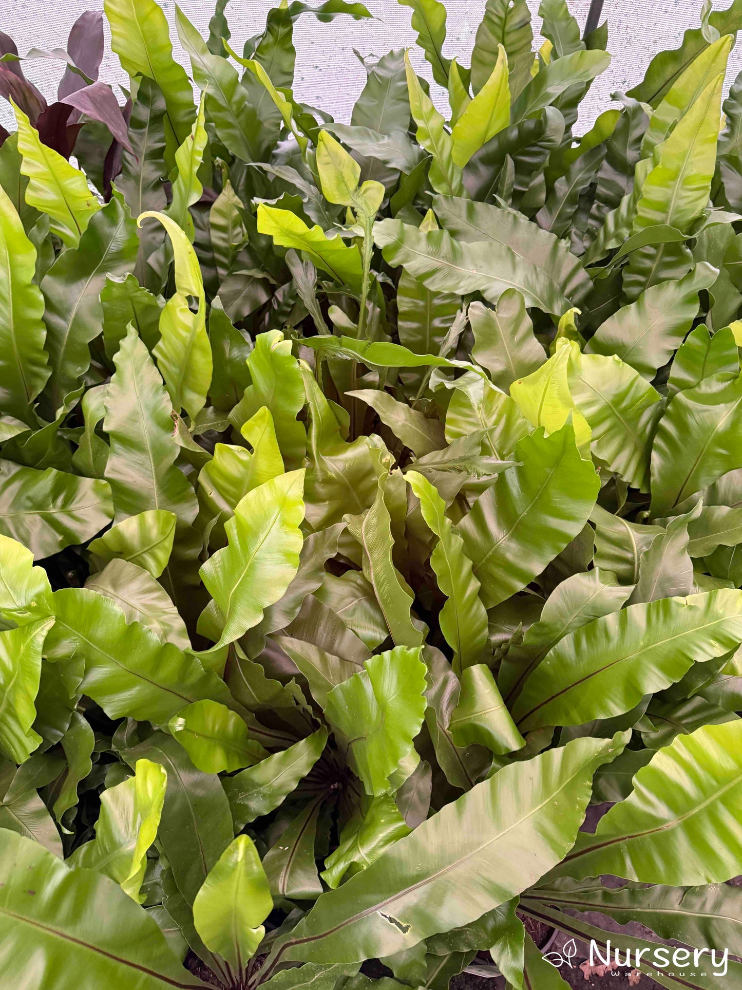 Fully grown Bird's Nest Fern in a garden bed, with its wide, arching leaves adding depth to the shaded landscape.