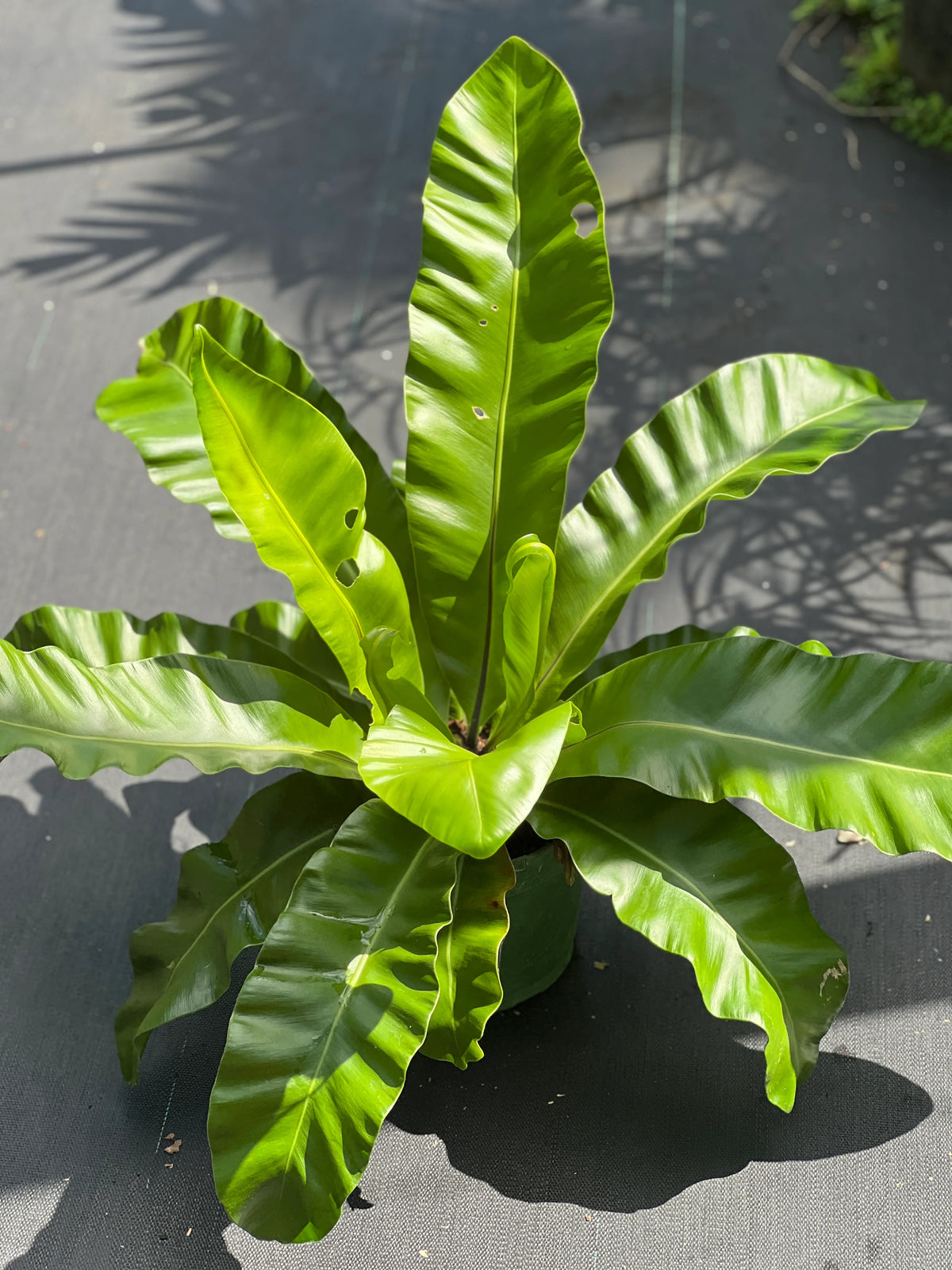 Asplenium Nidus (Bird’s Nest Fern)