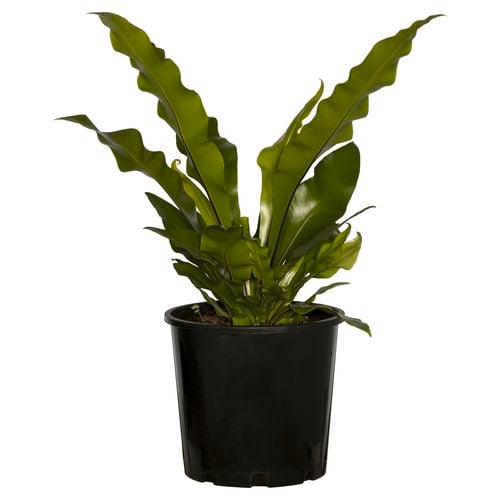 Bird's Nest Fern in a decorative pot, displaying its upright rosette of lush green leaves, ready for indoor or garden use.