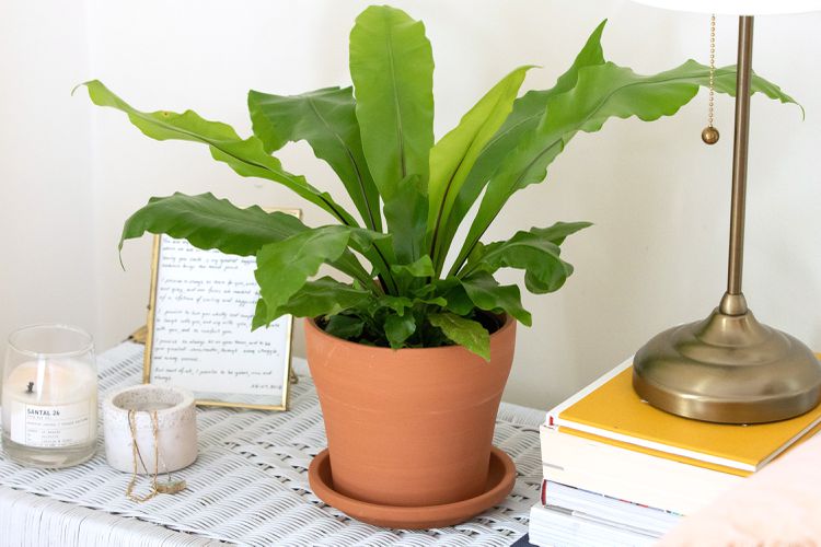 Bird's Nest Fern placed indoors in a stylish container, adding a touch of greenery and elegance to the space.