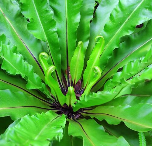 Detailed view of the broad, glossy green fronds of Asplenium Australasicum, showcasing its vibrant, textured foliage.