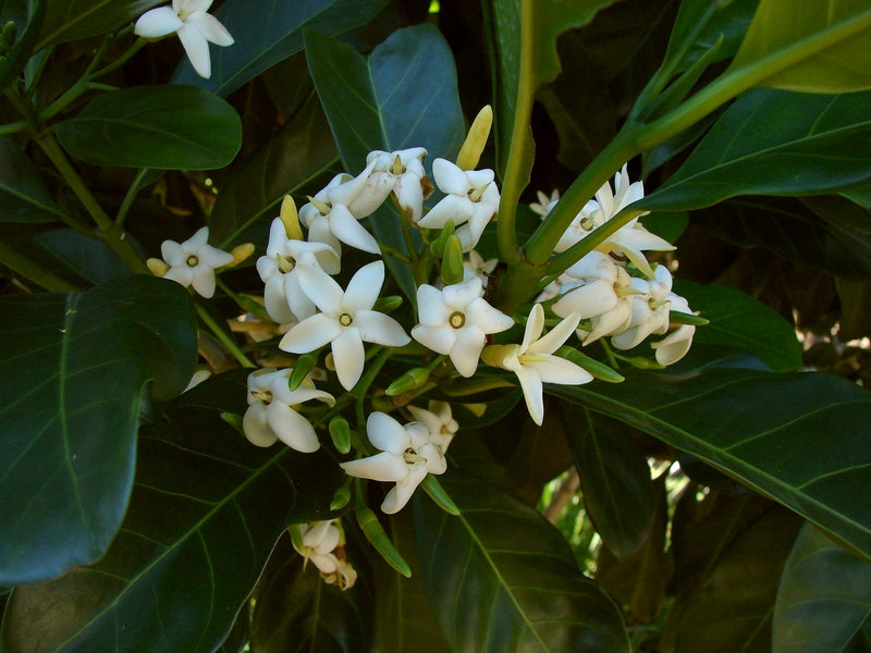 Randia chartacea (Atractocarpus chartaceus) (Paper Gardenia)