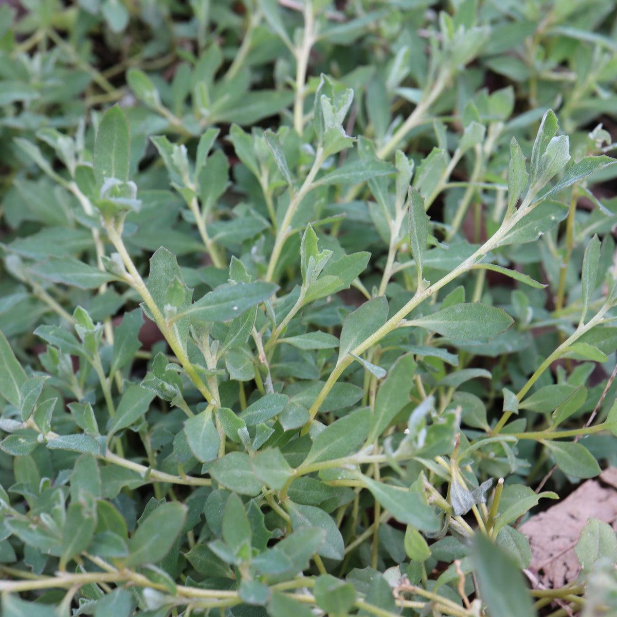 Atriplex Semibaccata (Creeping Saltbush)