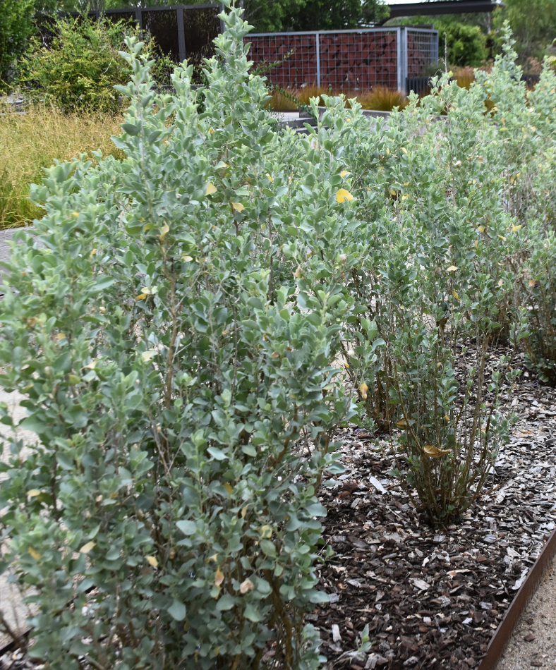 Atriplex Nummularia (Old Man Saltbush)