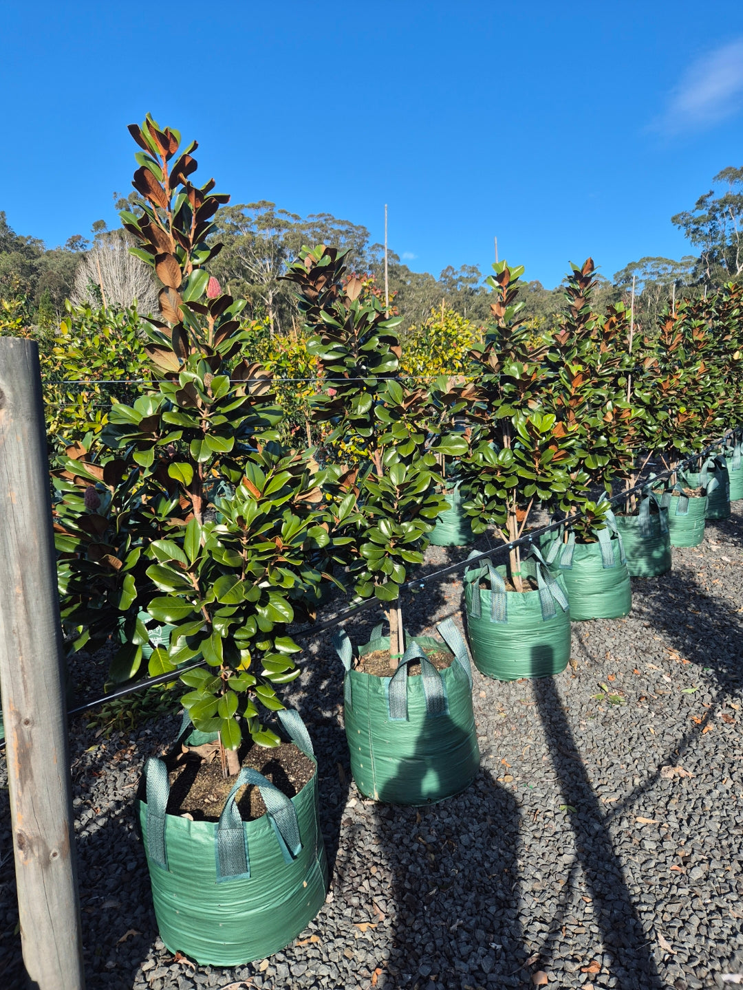 Magnolia Grandiflora 'Teddy Bear'
