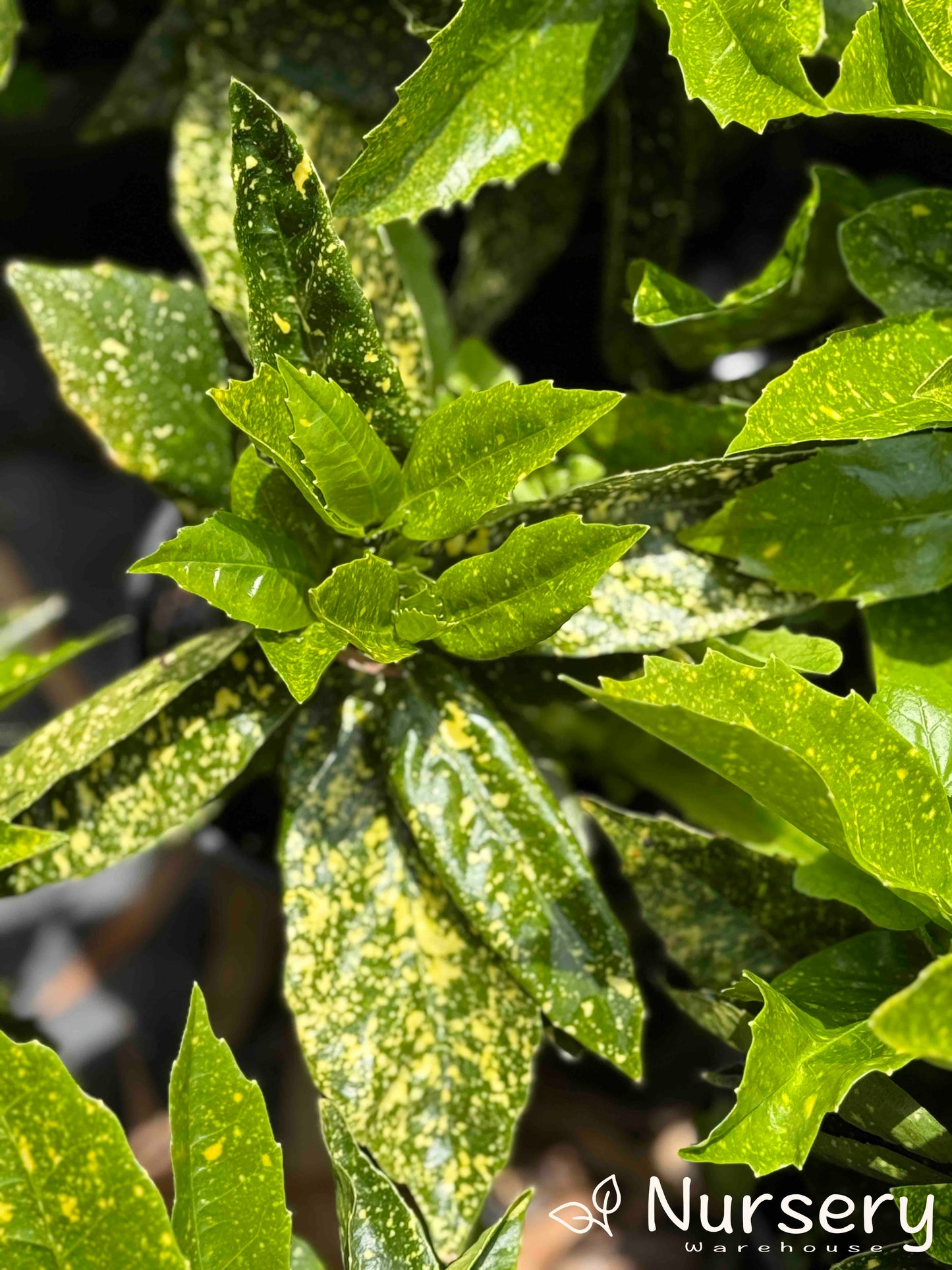 Aucuba Japonica 'Gold Dust' plant highlighting its unique golden-dappled leaves in a 140mm pot.