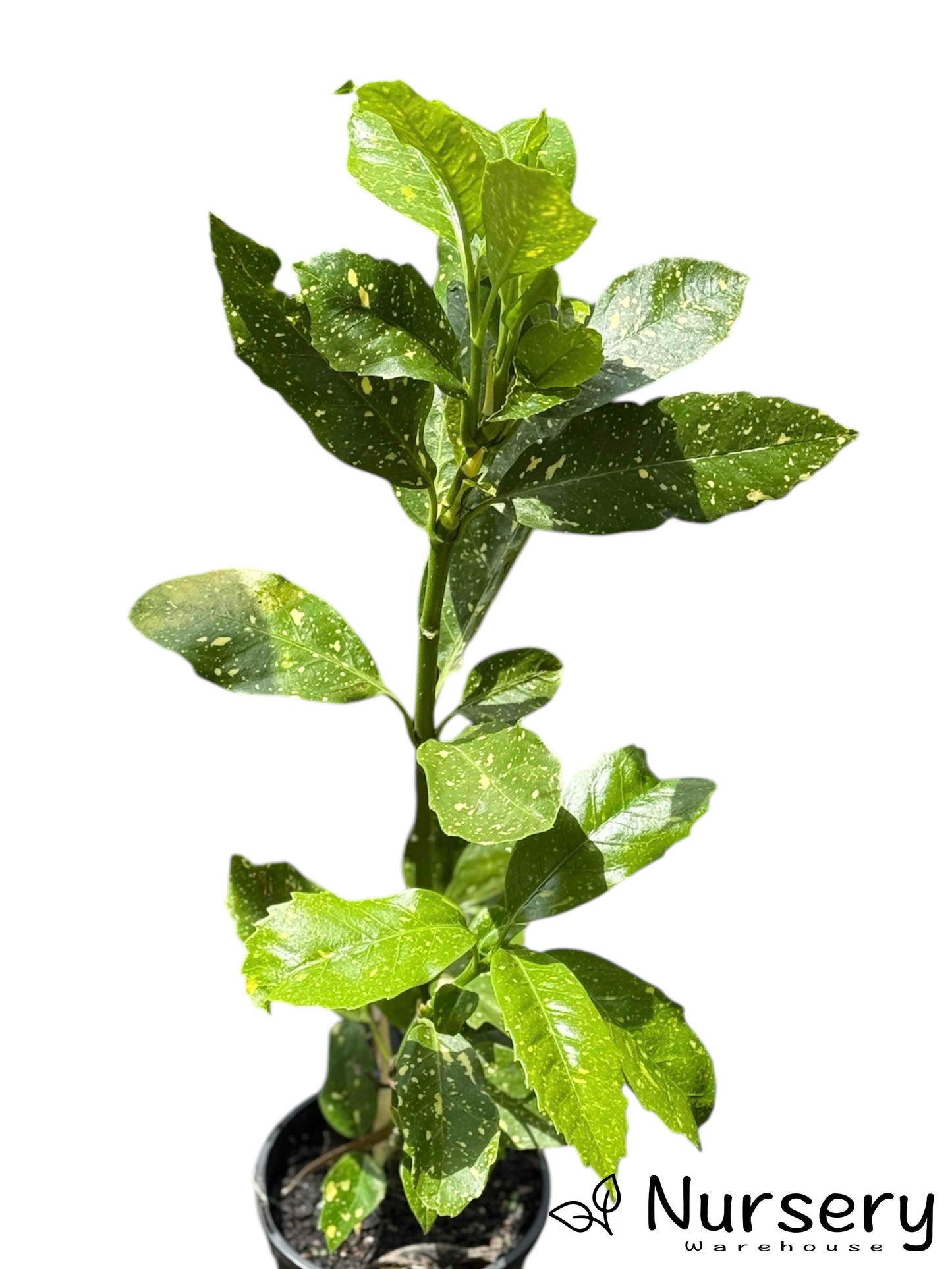 Aucuba Japonica 'Gold Dust' displaying its vibrant variegated foliage in a 140mm pot.