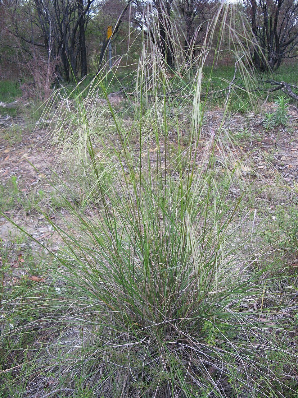 Austrostipa Pubescens (Tall Spear Grass)