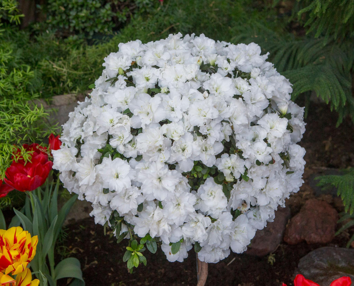 Azalea Indica ‘Alba Magnifica’ (White Indica Azalea) – Balls