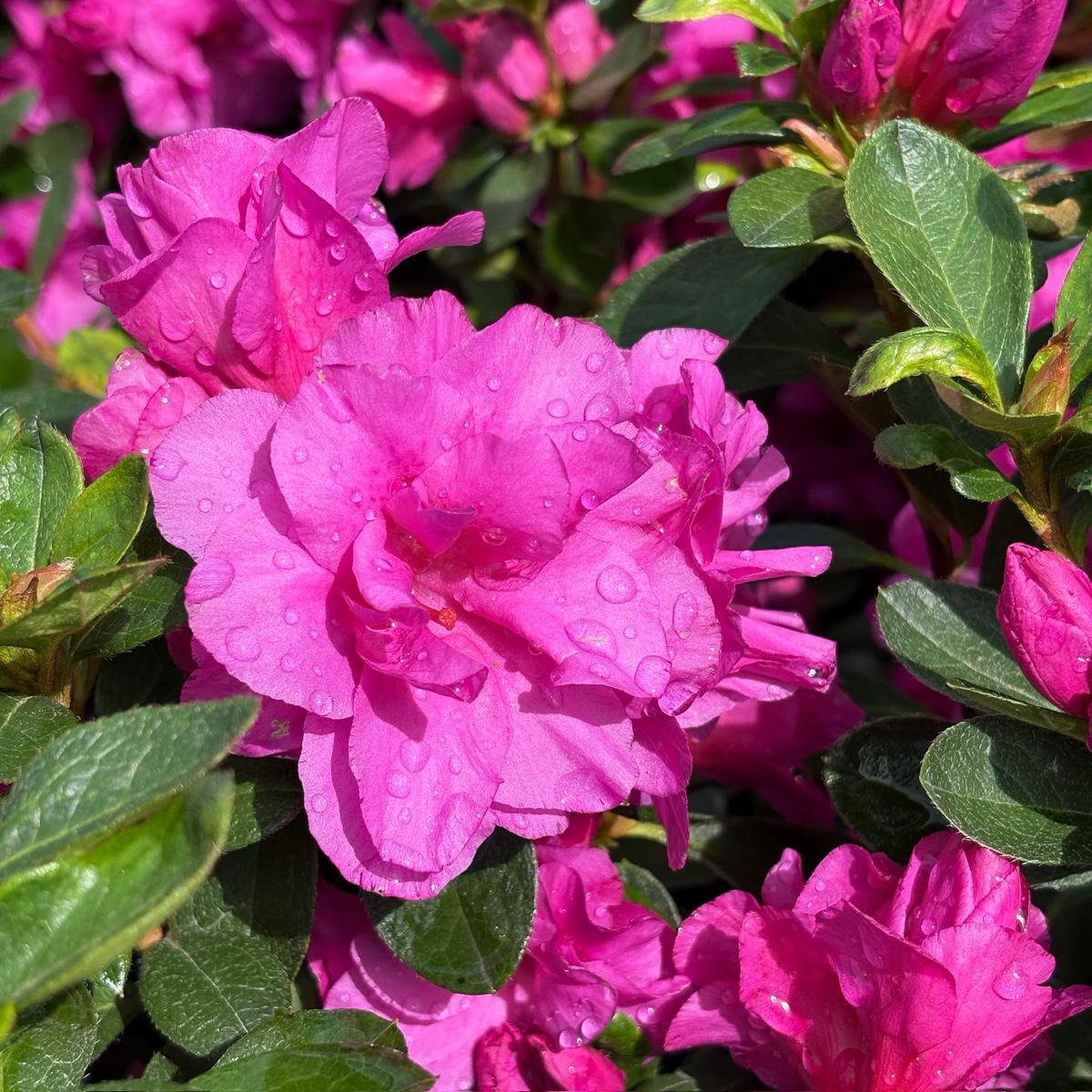 Azalea Indica ‘Happy Days’ (Happy Days Azalea)