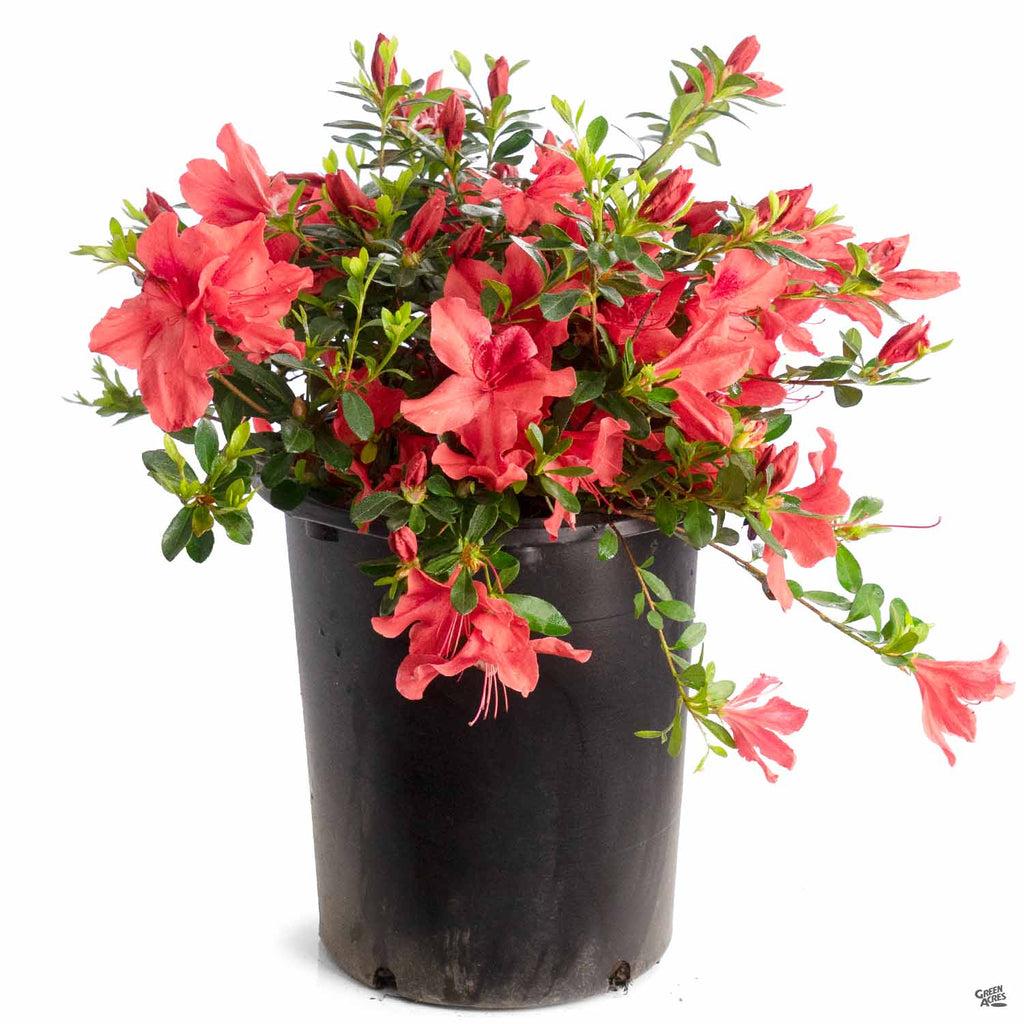 Azalea Indica ‘Orange Delight’ (Orange Delight Azalea)