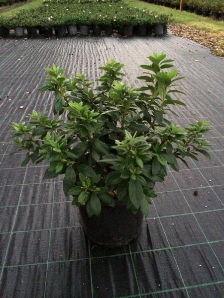 Rhododendron Indicum ‘Alphonse Anderson’ (Alphonse Anderson Azalea)