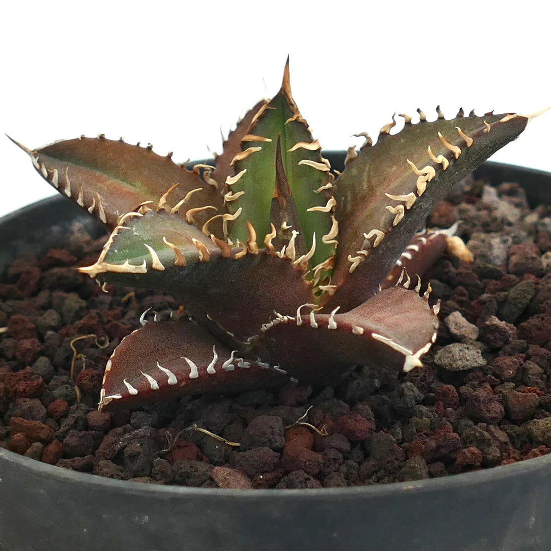 Agave Titanota ‘Red Catweazle’