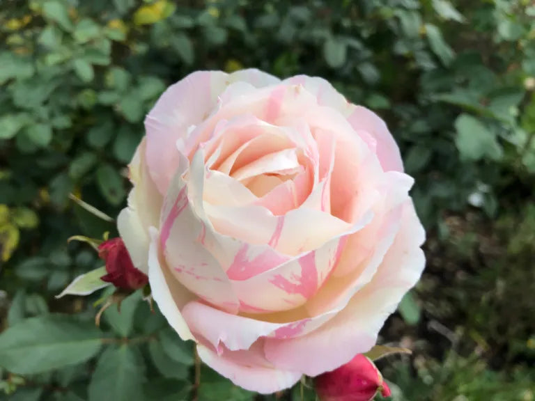 Rosa ‘Paul Cezanne’ (Delbard Rose Collection)