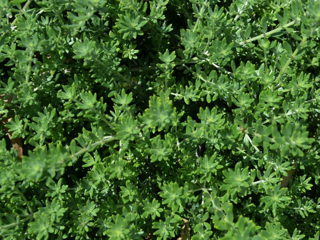 Westringia Fruticosa ‘Zena’ (Zena Coastal Rosemary Topiary Ball)