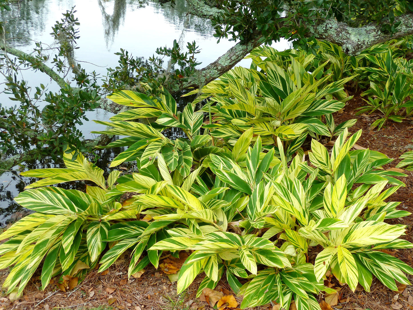 Alpinia Zerumbet 'Variegata' (Variegated Shell Ginger)
