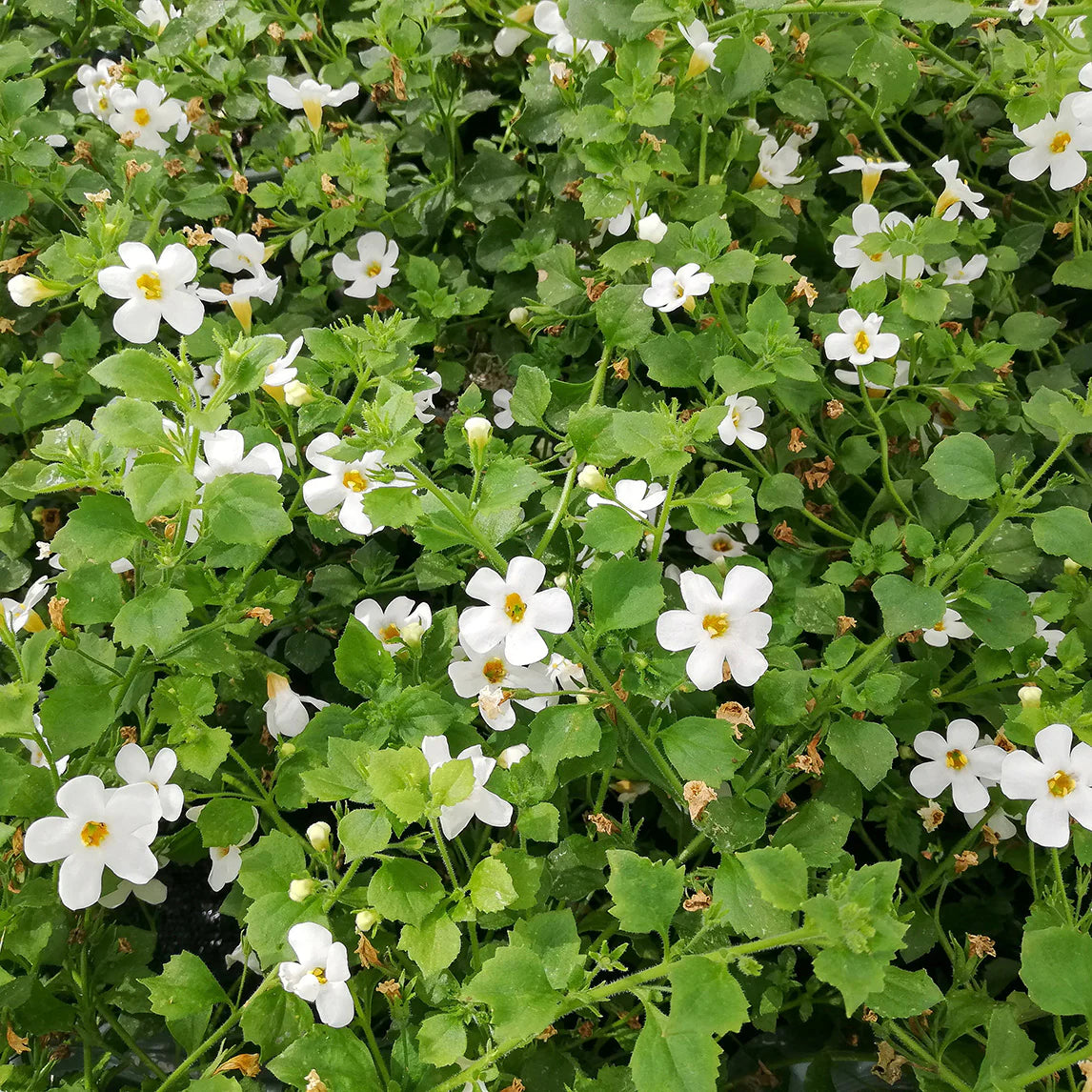 Bacopa Monnieri (Brahmi Memory Herb)