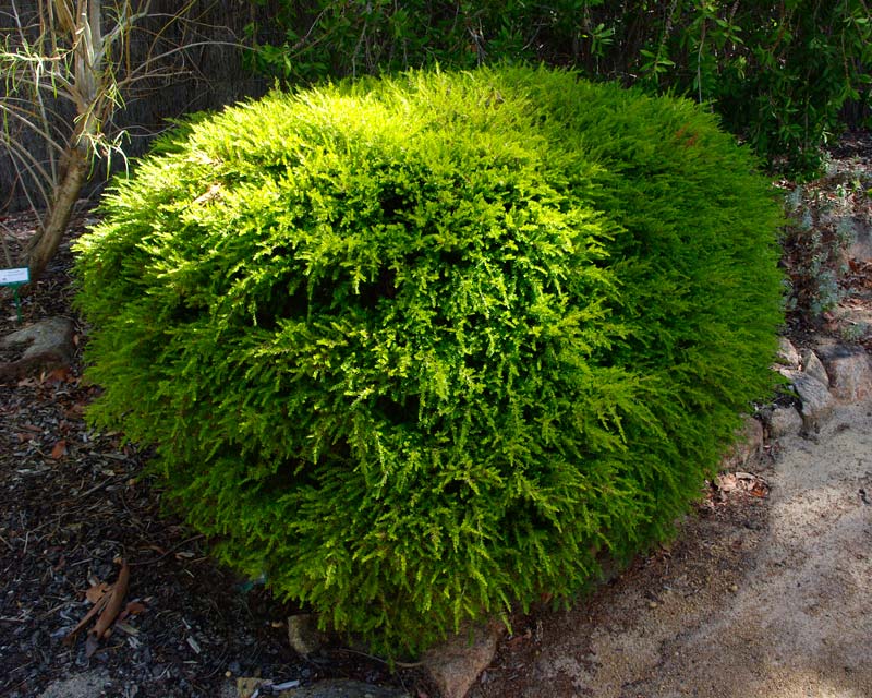 Baeckea virgata (Dwarf Twiggy Heath Myrtle)