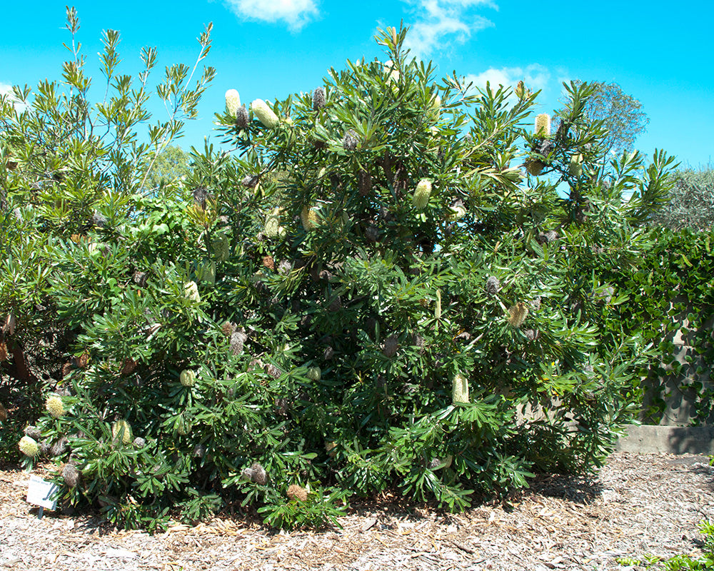 Banksia Aemula (Wallum Banksia)