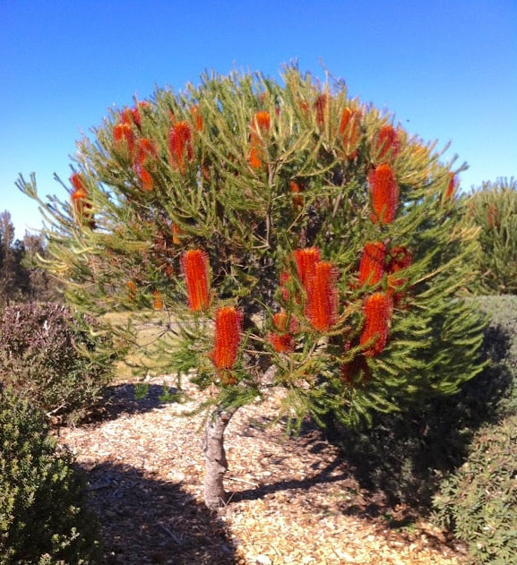 Banksia Ericifolia tree with striking red flowers, adding vibrant colour to the landscape and attracting native wildlife.