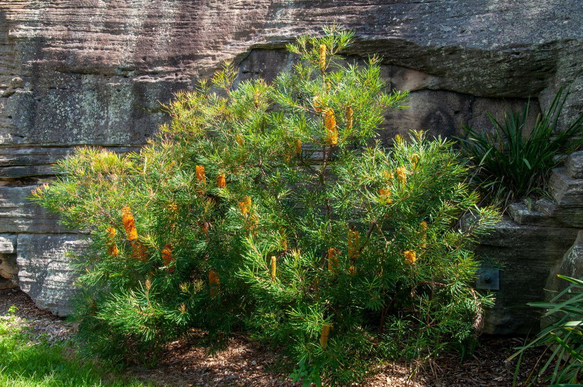 Banksia Ericifolia (Heath Banksia)