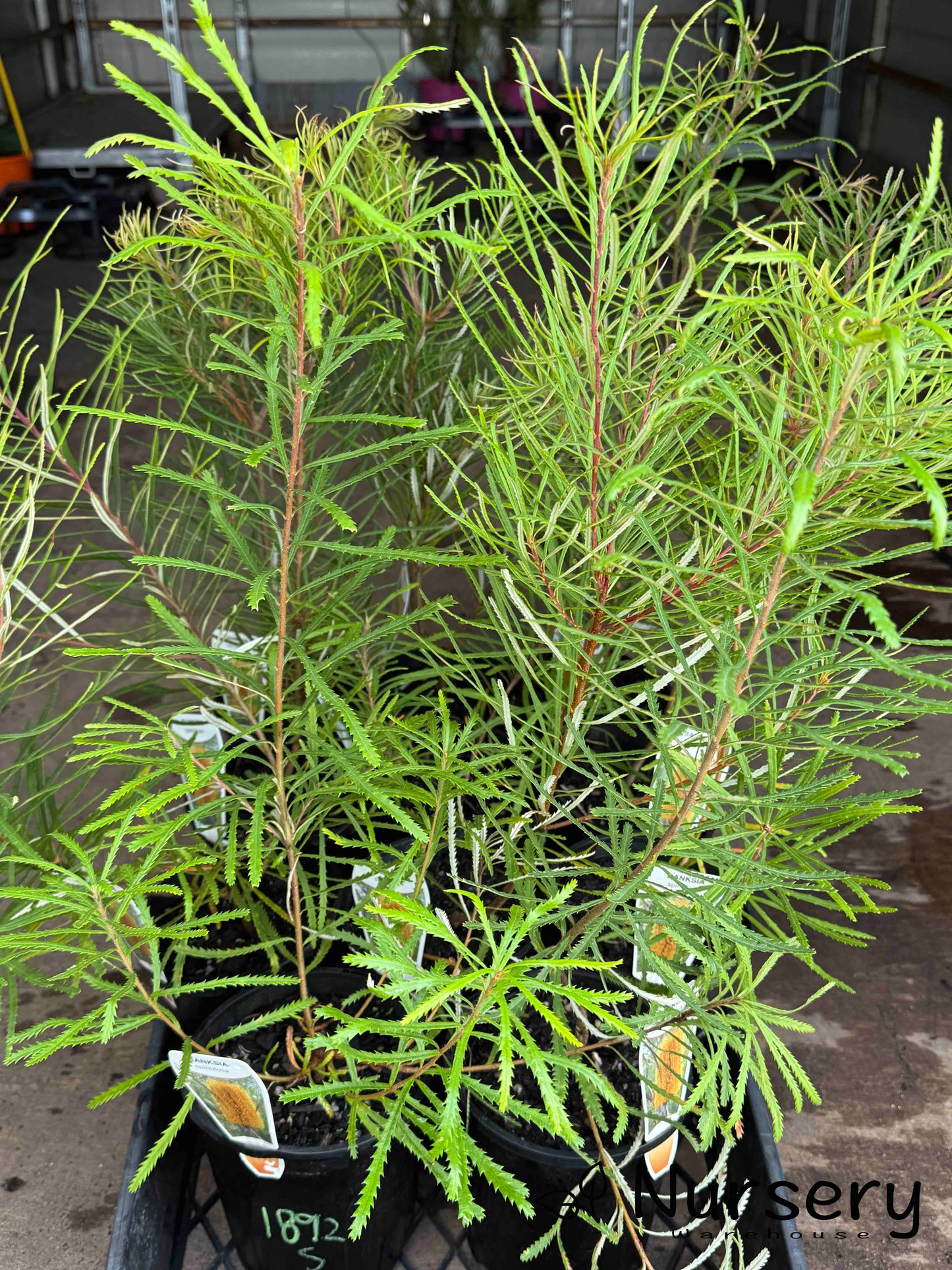 Banksia Spinulosa (Hairpin Banksia)