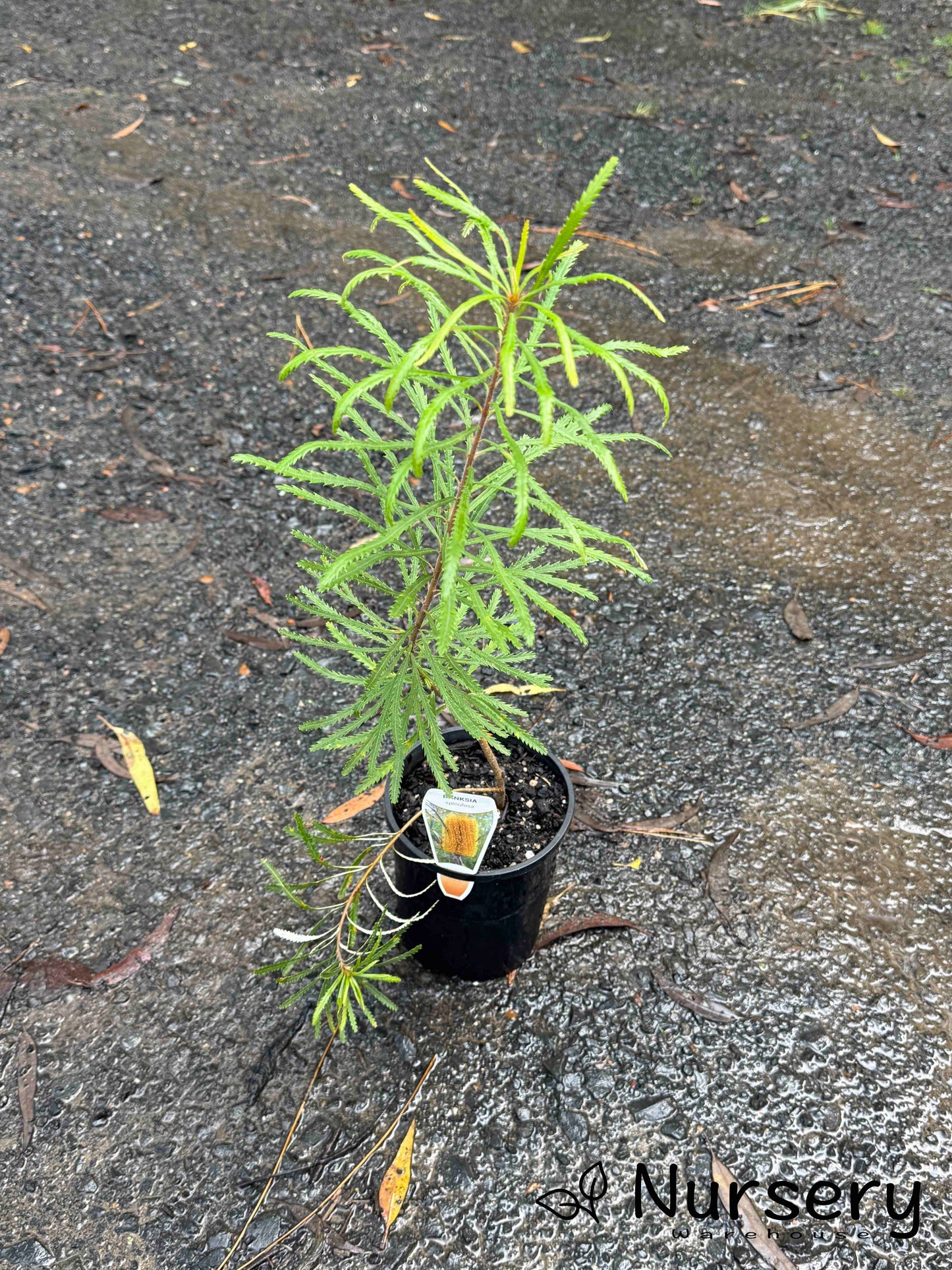 Banksia Spinulosa (Hairpin Banksia)