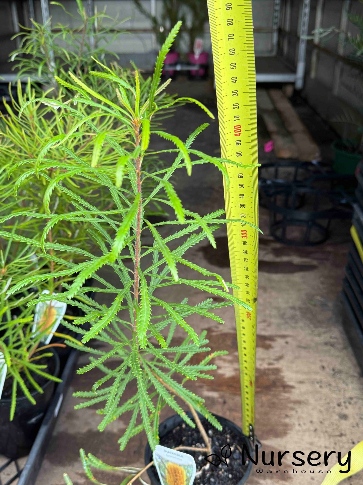 Banksia Spinulosa (Hairpin Banksia)