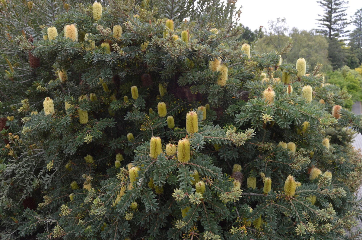 Banksia Marginata (Silver Banksia)