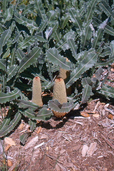 Banksia Petiolaris (Prostrate Banksia)
