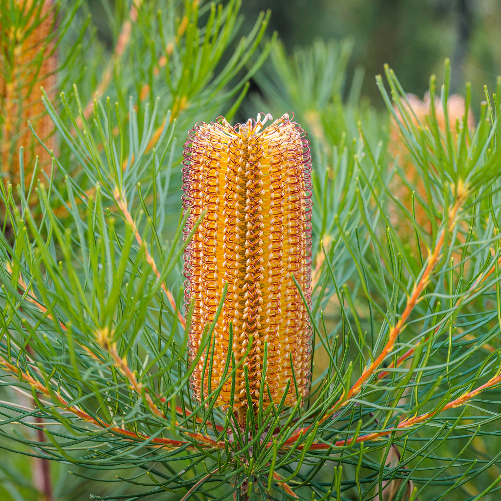 Banksia Spinulosa ‘Honeyeater Delight’ (Honeyeater Delight Banksia)