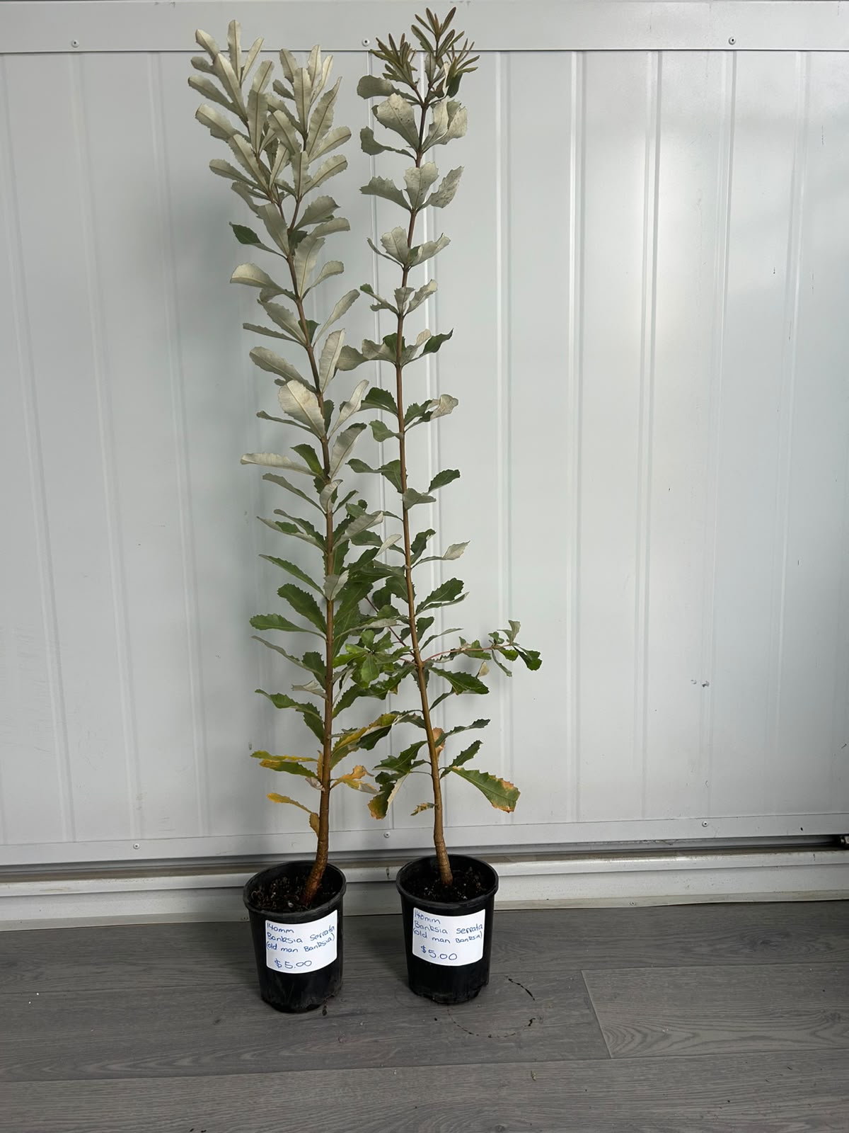 Banksia Serrata (Old Man Banksia) CLEARANCE