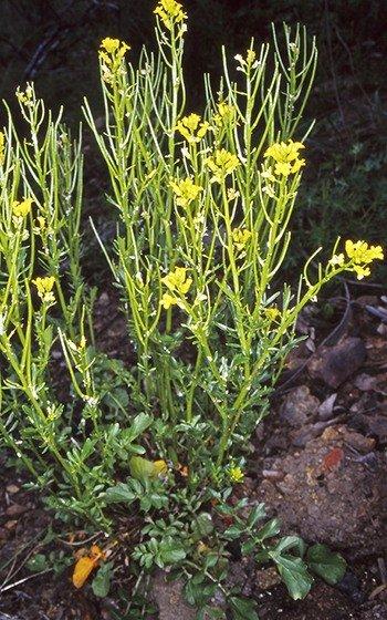 Barbarea Verna (Land Cress)