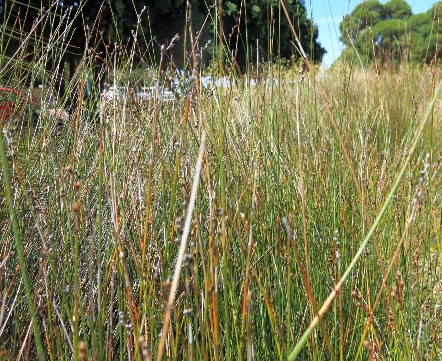 Baumea Juncea (Bare Twig Rush)