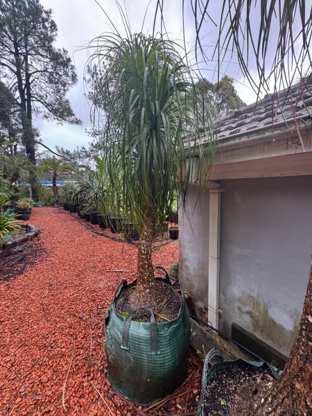 Beaucarnea Recurvata (Ponytail Palm)