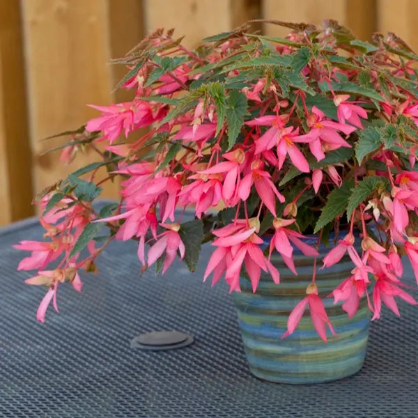 Begonia ‘Bossa Nova Rose’ (Begonia)