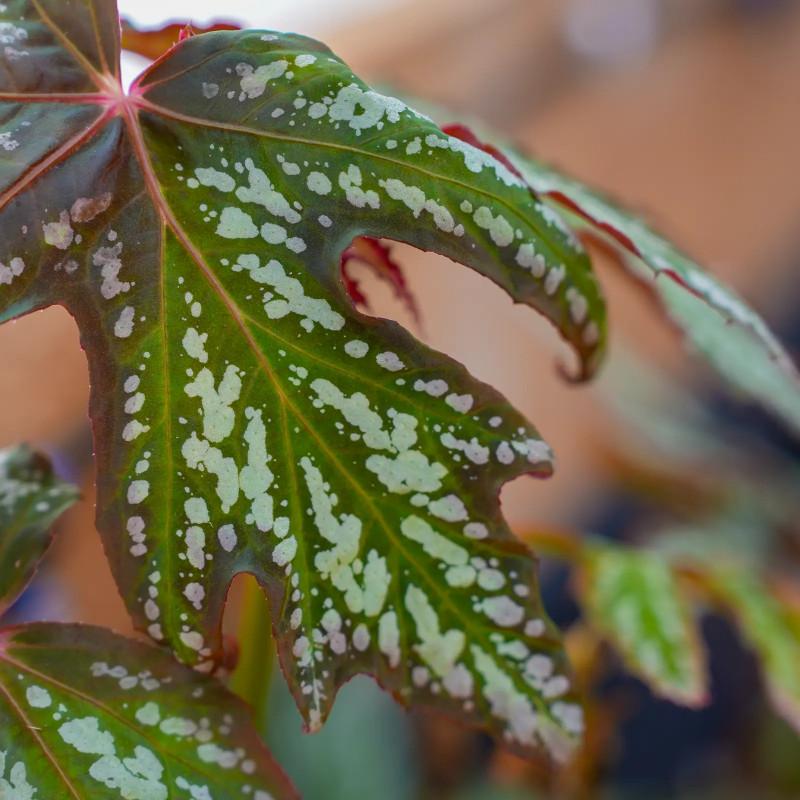 Begonia Diadema (Diadem Begonia)